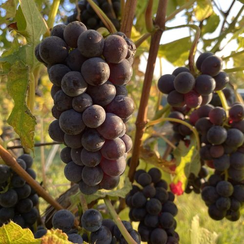 Grappe de pinot noir in vin d'Alsace du domaine Ziegler Fernand