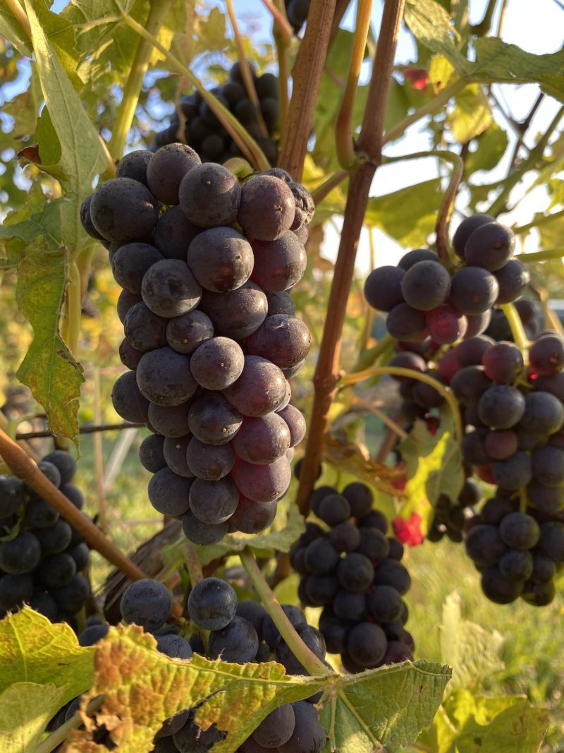 Grappe de pinot noir in vin d'Alsace du domaine Ziegler Fernand